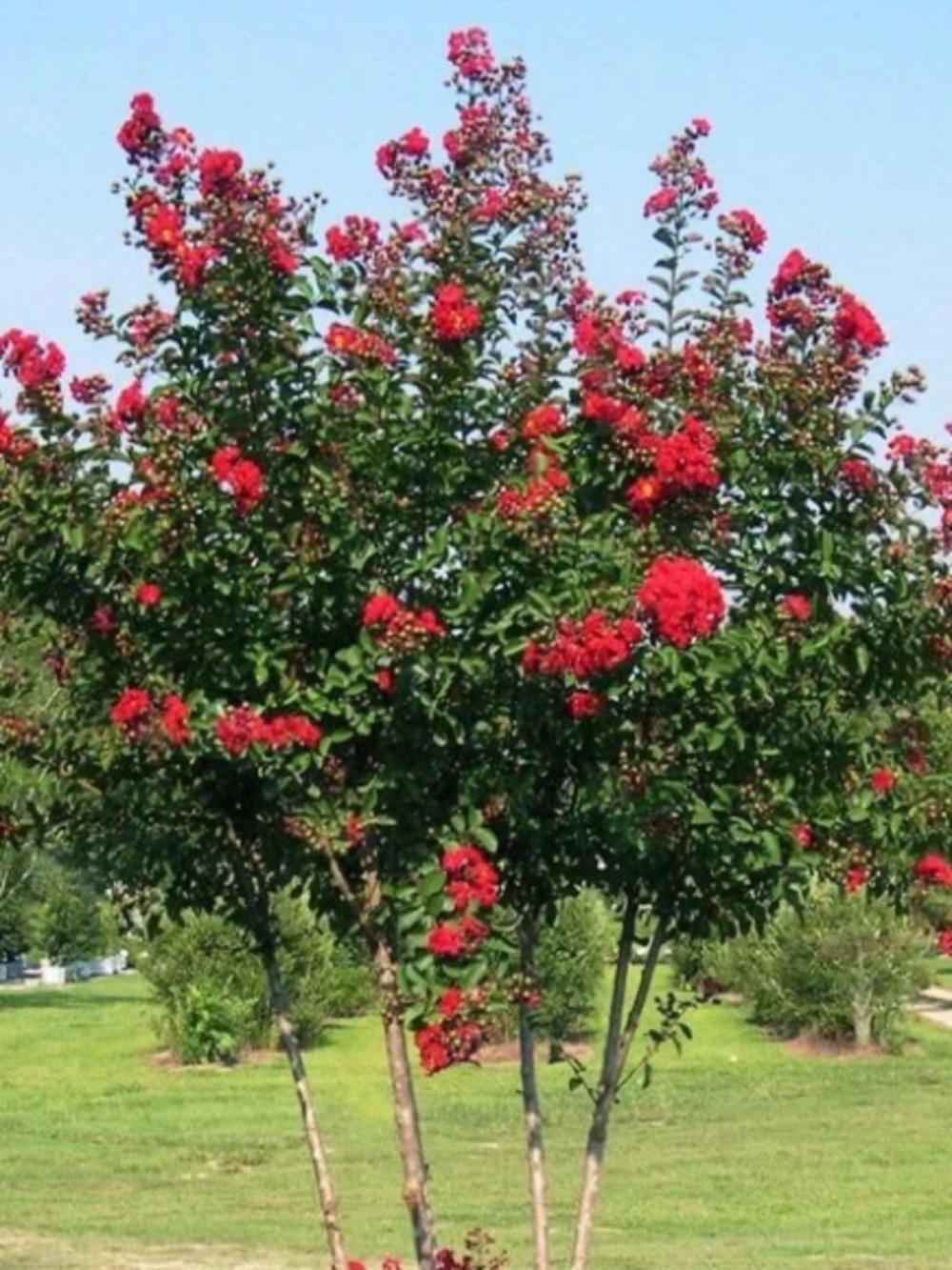 Red Blooming Crape Myrtle Tree - Vibrant Red Flowers 3 cuttings ready to plant!